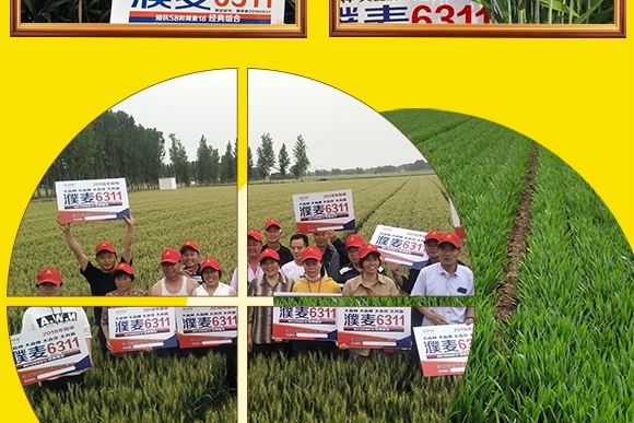 ���6311-С���N��-���N�I(y��)