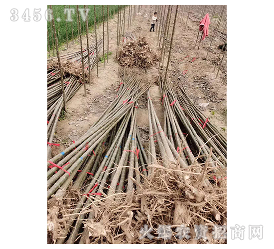 2020��鱘�ӆ�λ����(xi��ng)Ŀ17