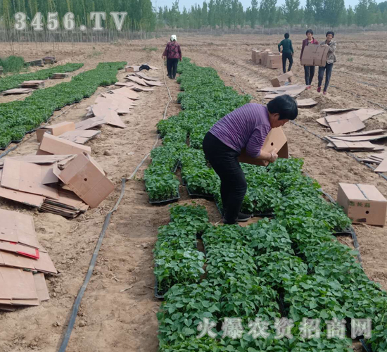 2020��鱘�ӆ�λ����Ŀ8