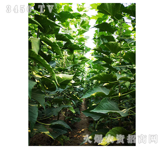 2020��鱘�ӆ�λ����(xi��ng)Ŀ6