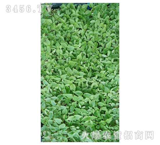 2020��鱘�(sh��)ӆ�λ����(xi��ng)Ŀ5