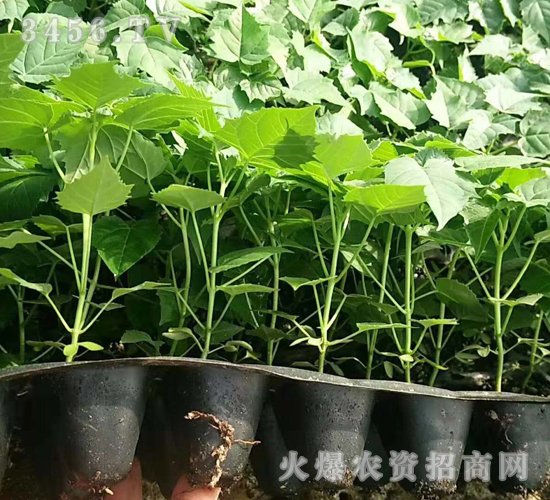 2020��鱘�ӆ�λ����(xi��ng)Ŀ4