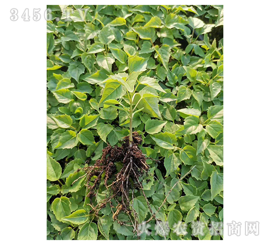 2020��鱘�ӆ�λ����(xi��ng)Ŀ1