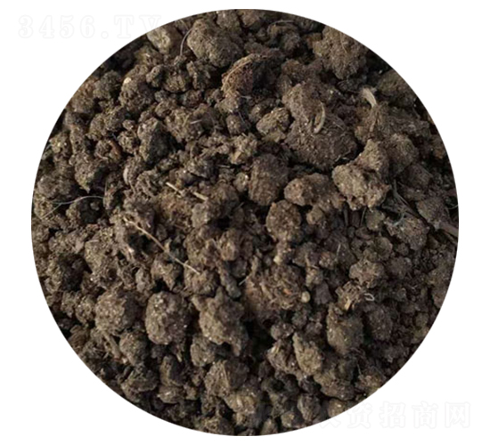 �w��ţ�S-ʥ������